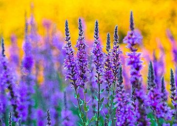 魔法FPS《不朽者传奇》开发完成 8月22日准时发售