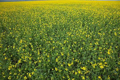 《SVC》英版与日版宣传图对比：不知火舞穿得不露骨了